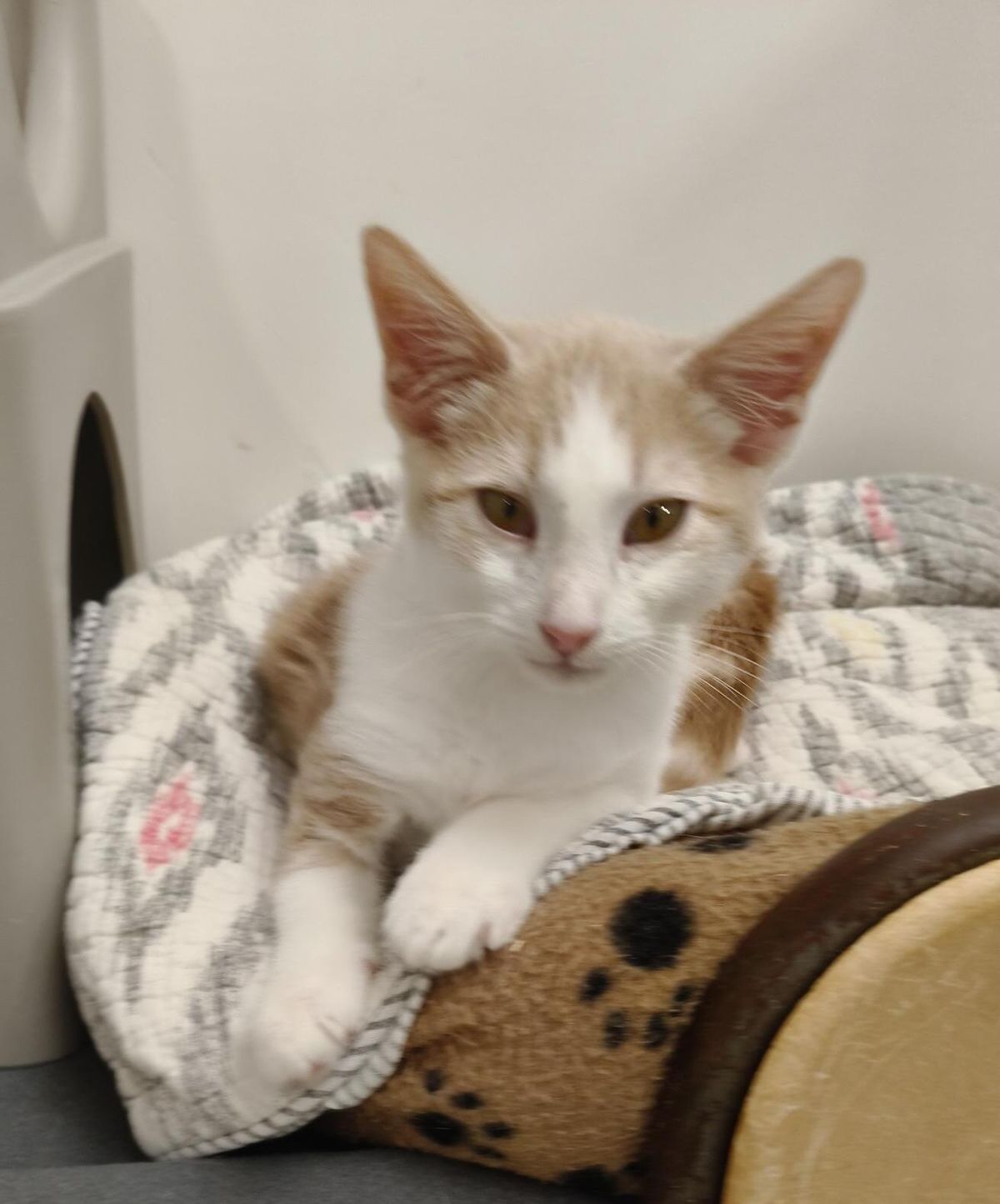 Gallery image: Hamilton