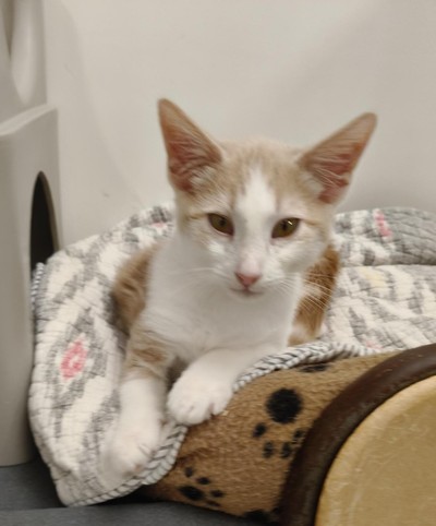 Hamilton - Domestic Medium Hair