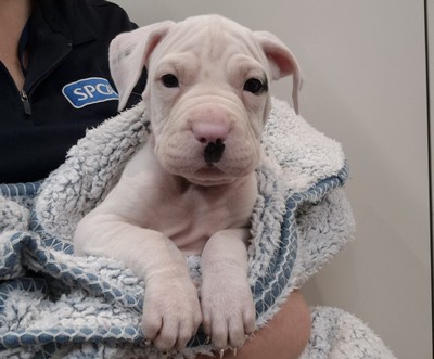 Eggnog - Medium Cross Breed