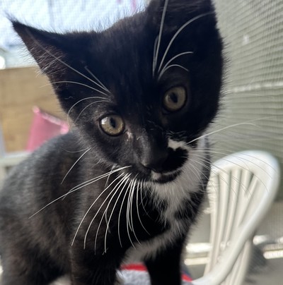 Merv - Domestic Short Hair