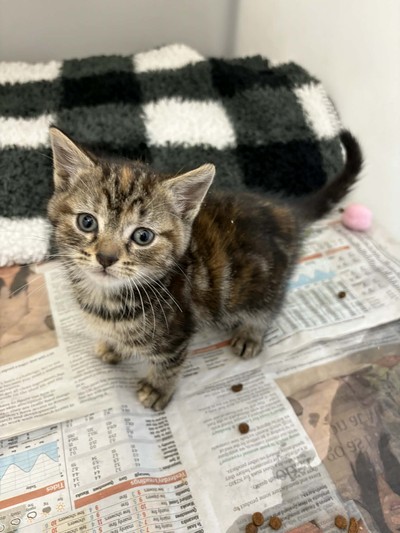 Tweedle Dee - Domestic Short Hair