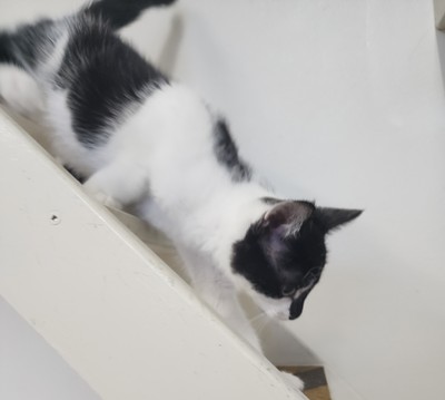 Oreo - Domestic Short Hair