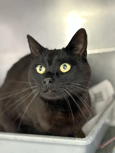 Perdie - Domestic Short Hair