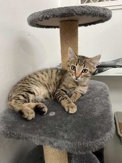 Dewy - Domestic Short Hair