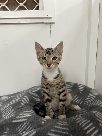 Alex - Domestic Short Hair