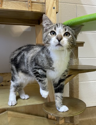 Tony - Domestic Short Hair