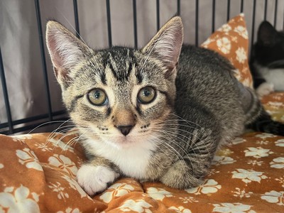 Chess - Domestic Short Hair