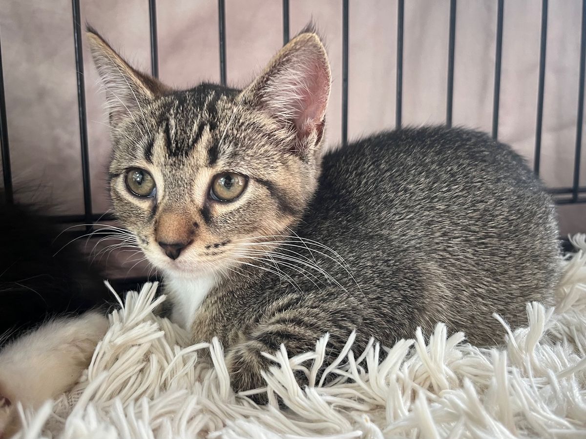 Gallery image: Chess