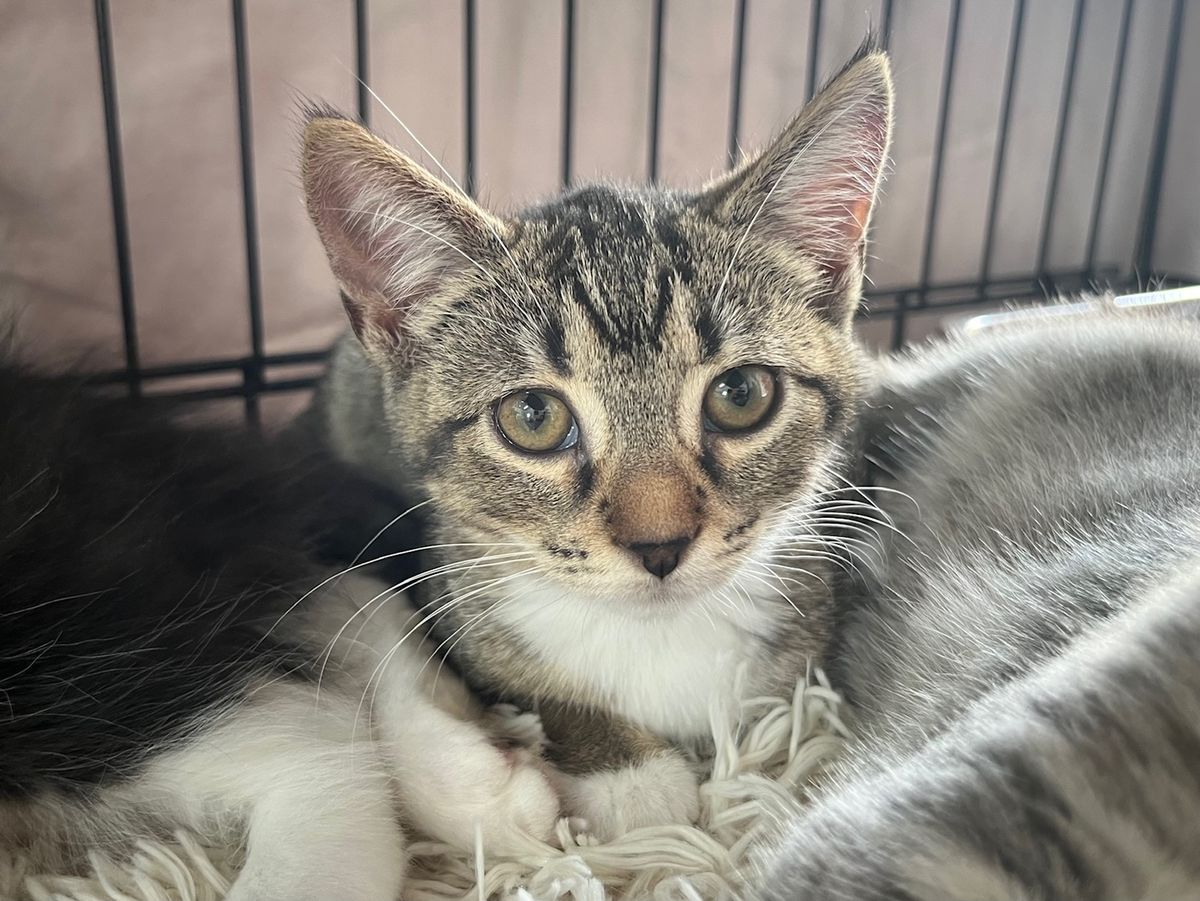 Gallery image: Chess