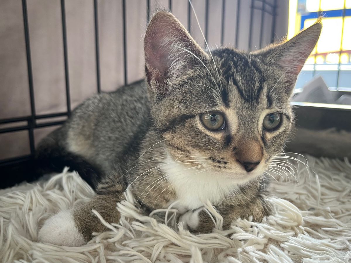 Gallery image: Chess