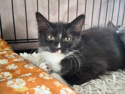 Dice - Domestic Medium Hair