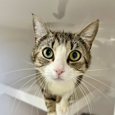 Pear - Domestic Short Hair