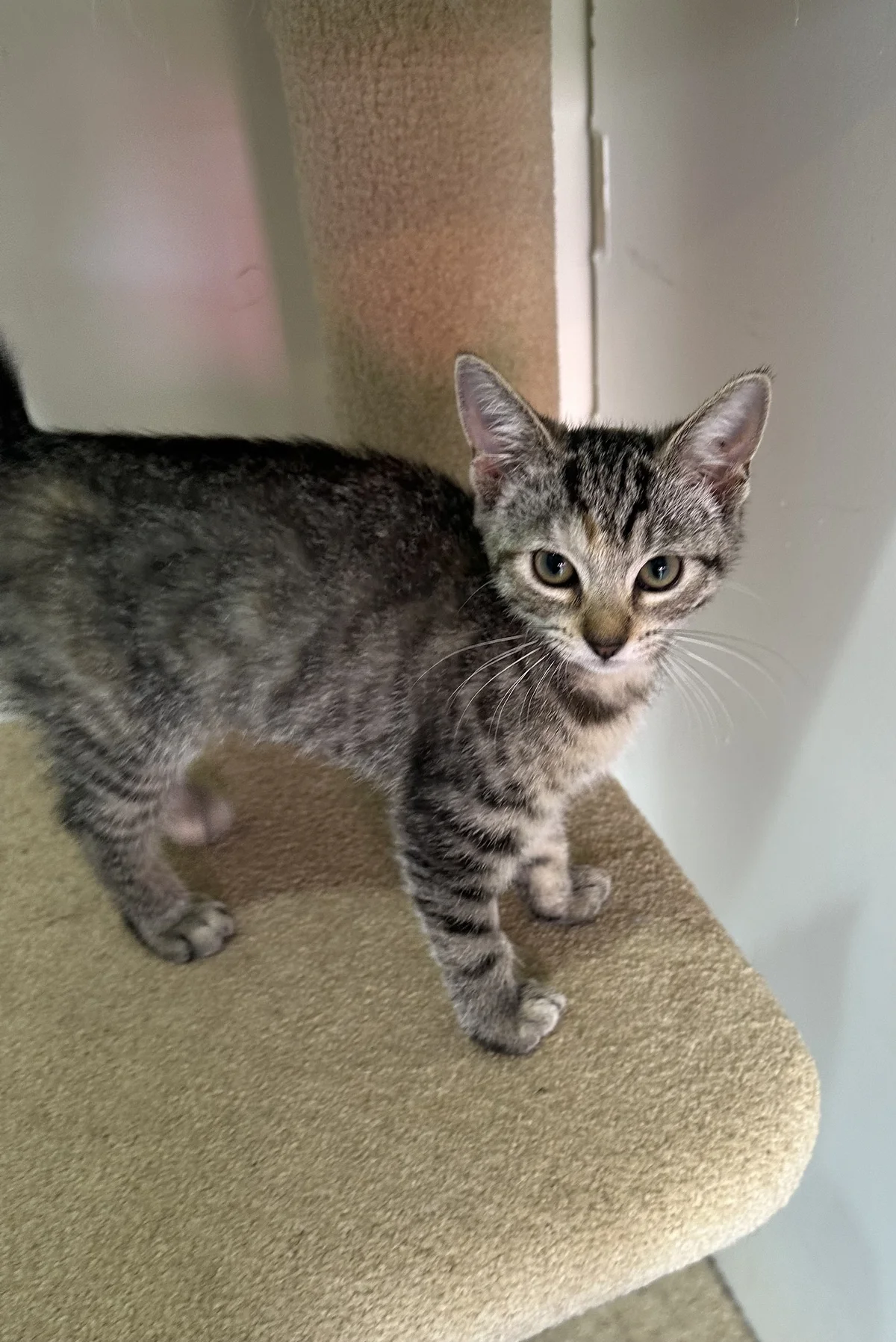 Gallery image: Hermoine Granger 