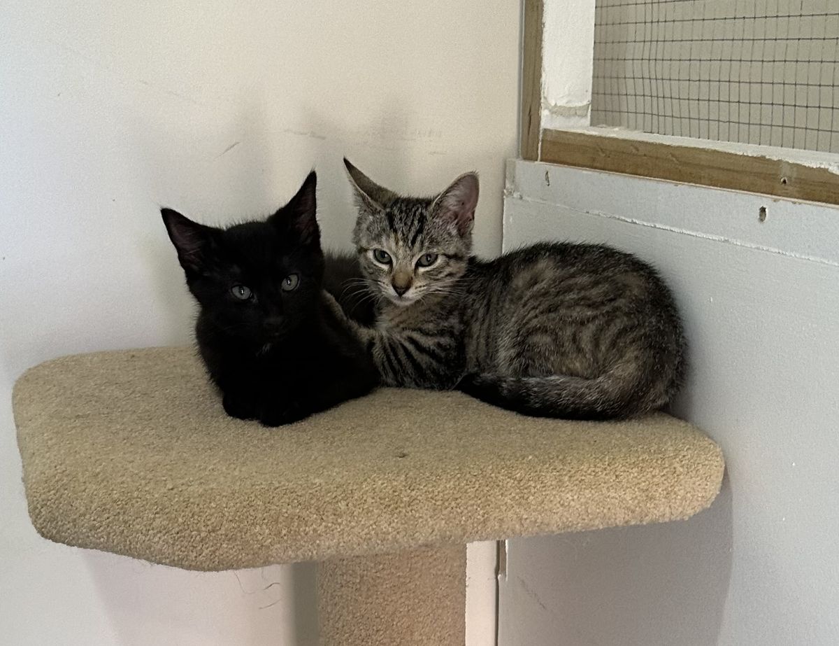 Gallery image: Hermoine Granger 