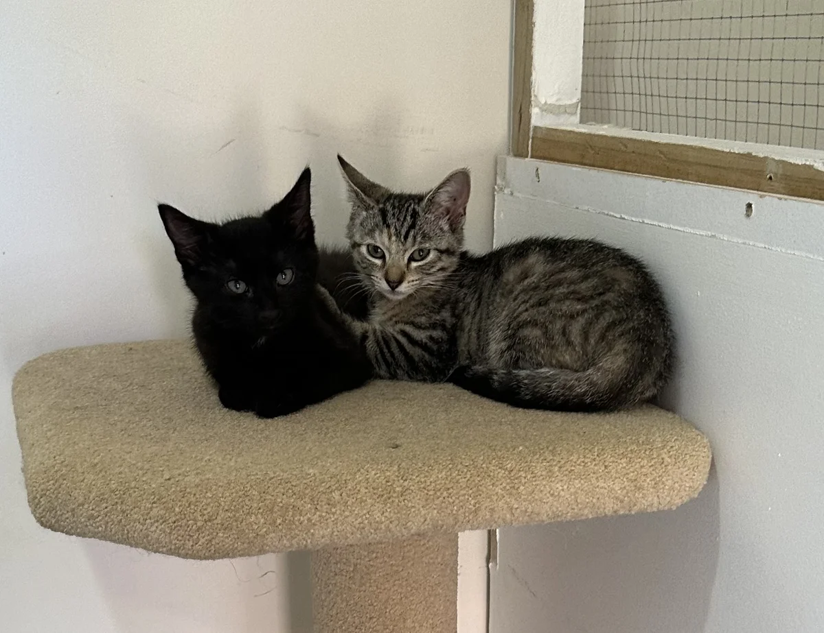 Gallery image: Hagrid