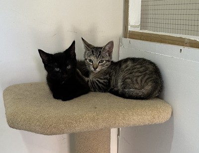 Hagrid - Domestic Short Hair