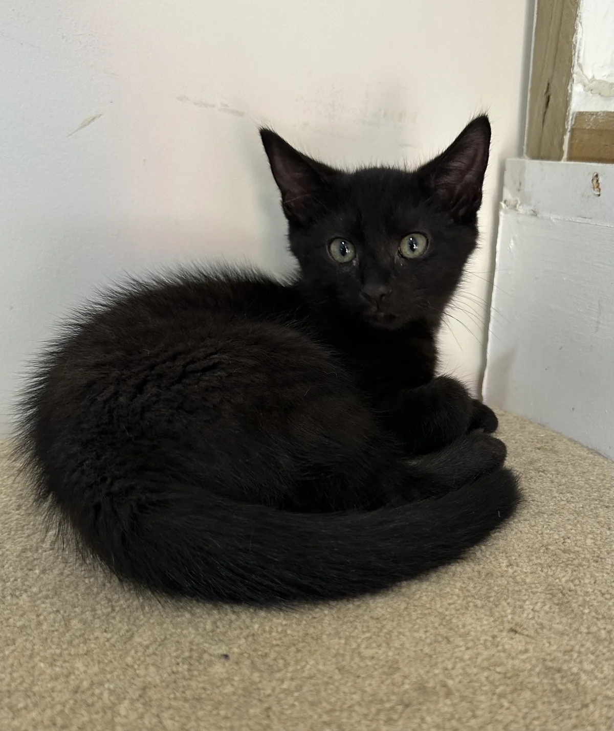 Gallery image: Hagrid