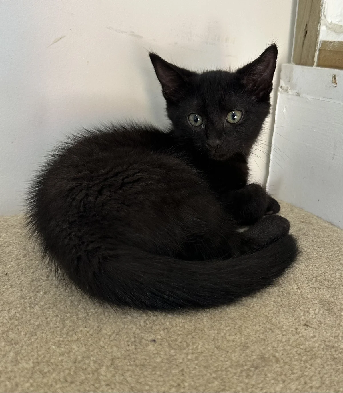 Gallery image: Hagrid