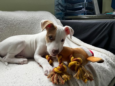 Radar - Medium Cross Breed