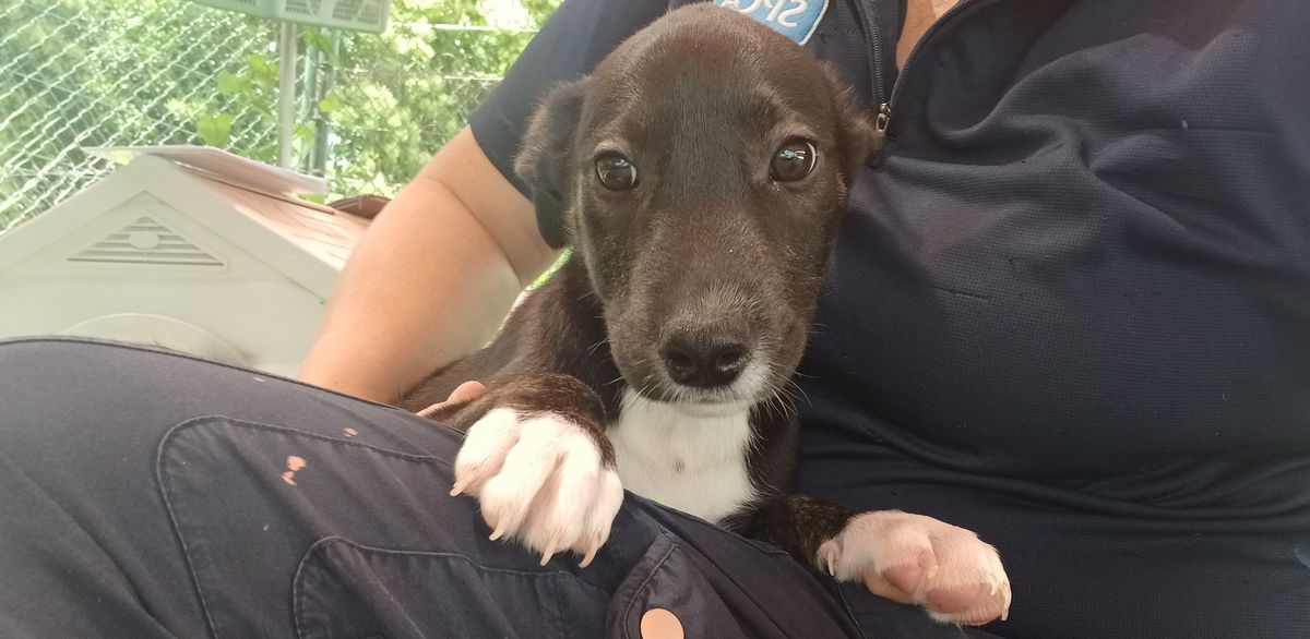 Gallery image: Cindy