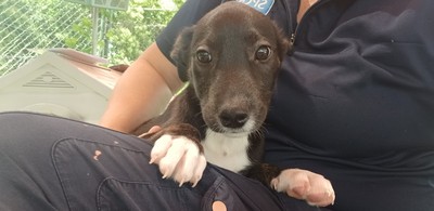 Cindy - Medium Cross Breed