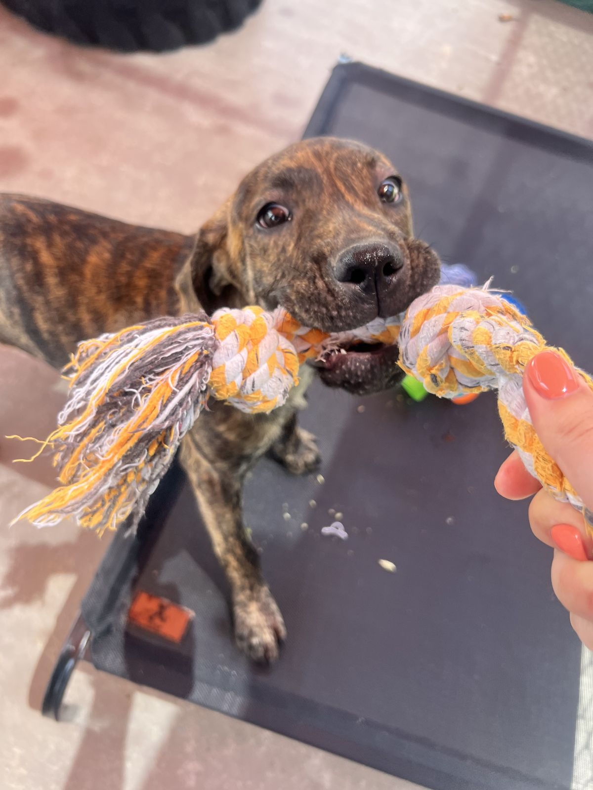 Gallery image: Holly