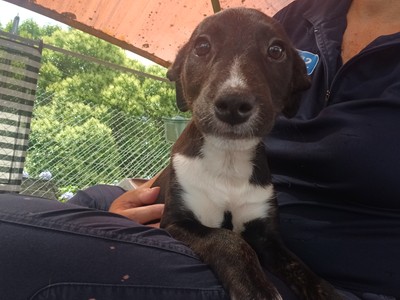 Jan - Medium Cross Breed