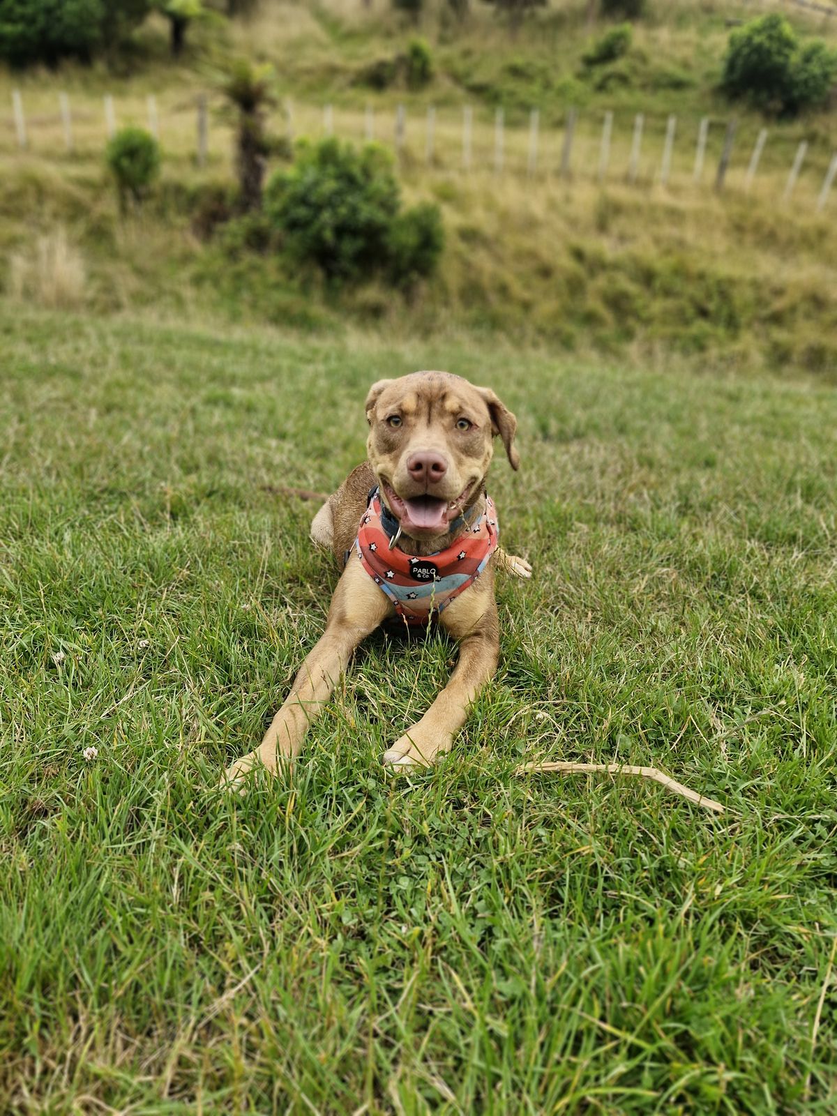 Gallery image: Frodo