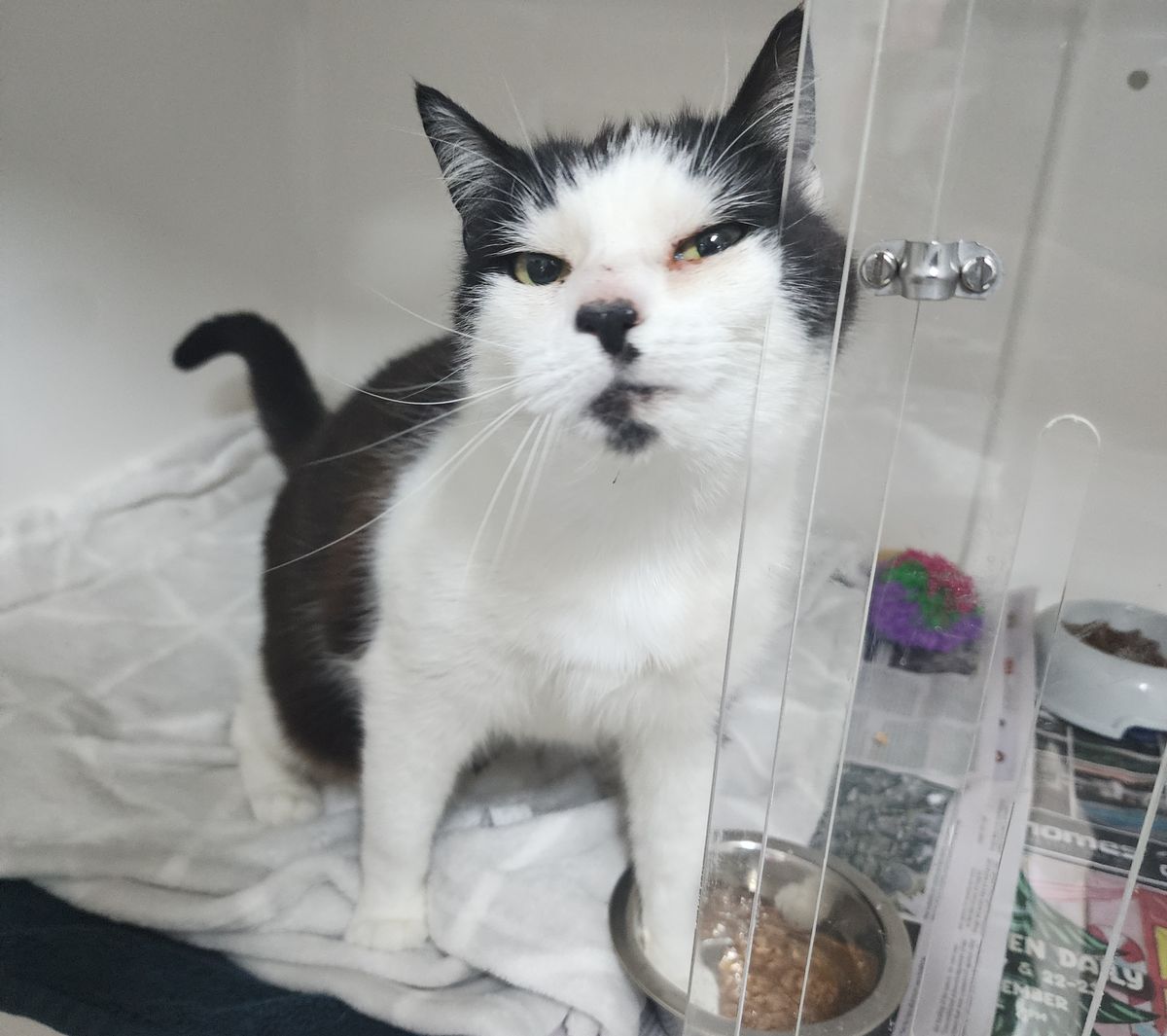 Gallery image: Celest