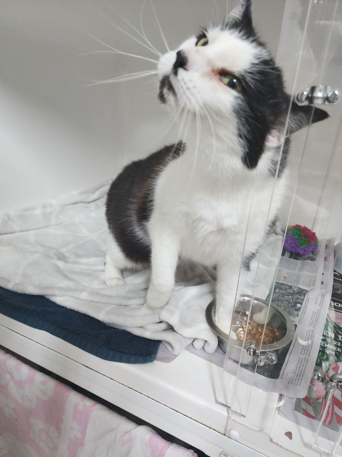 Gallery image: Celest