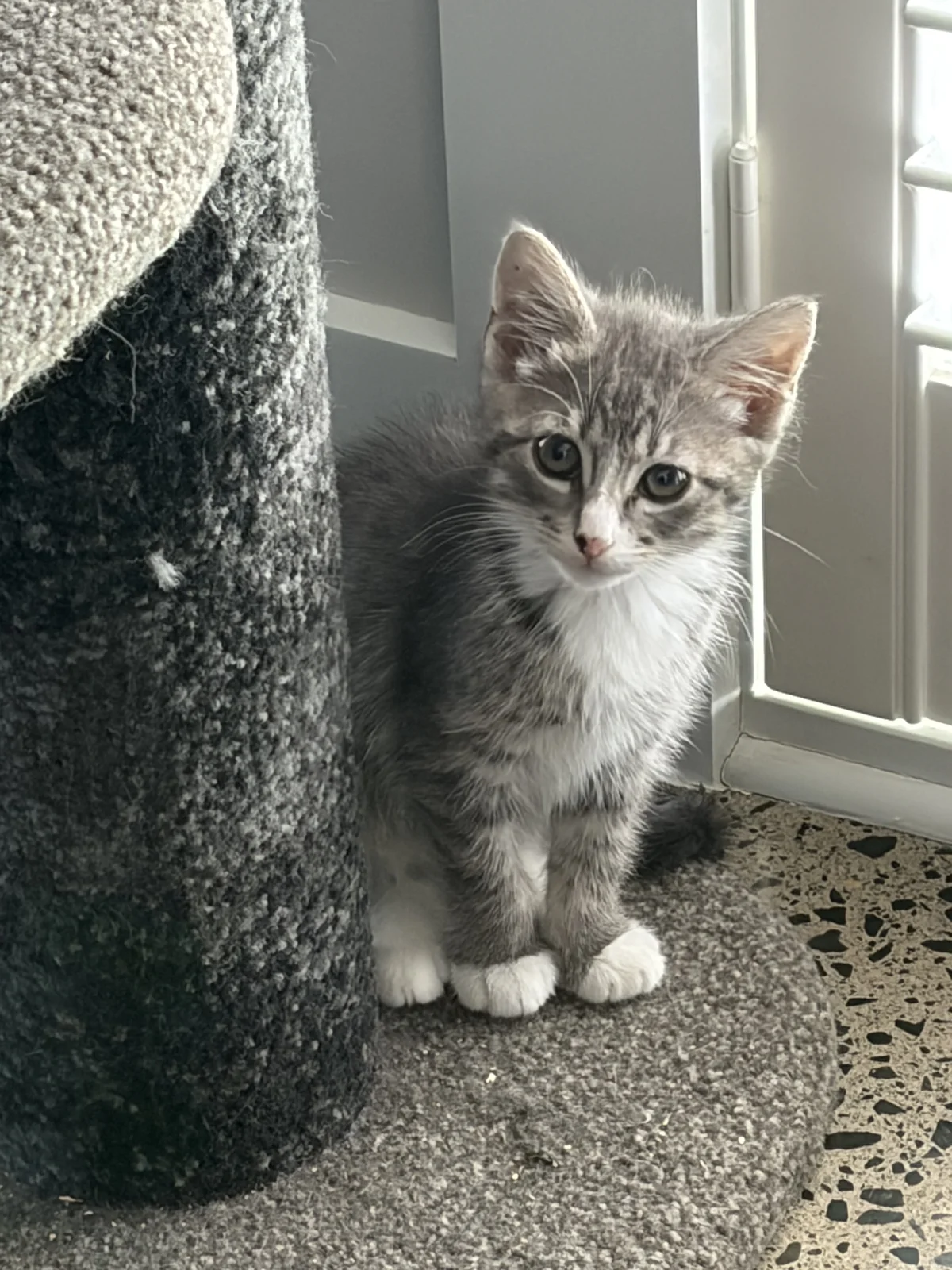 Gallery image: Edamame