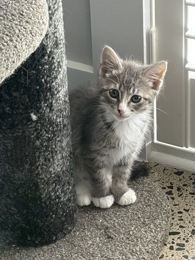 Edamame - Domestic Short Hair