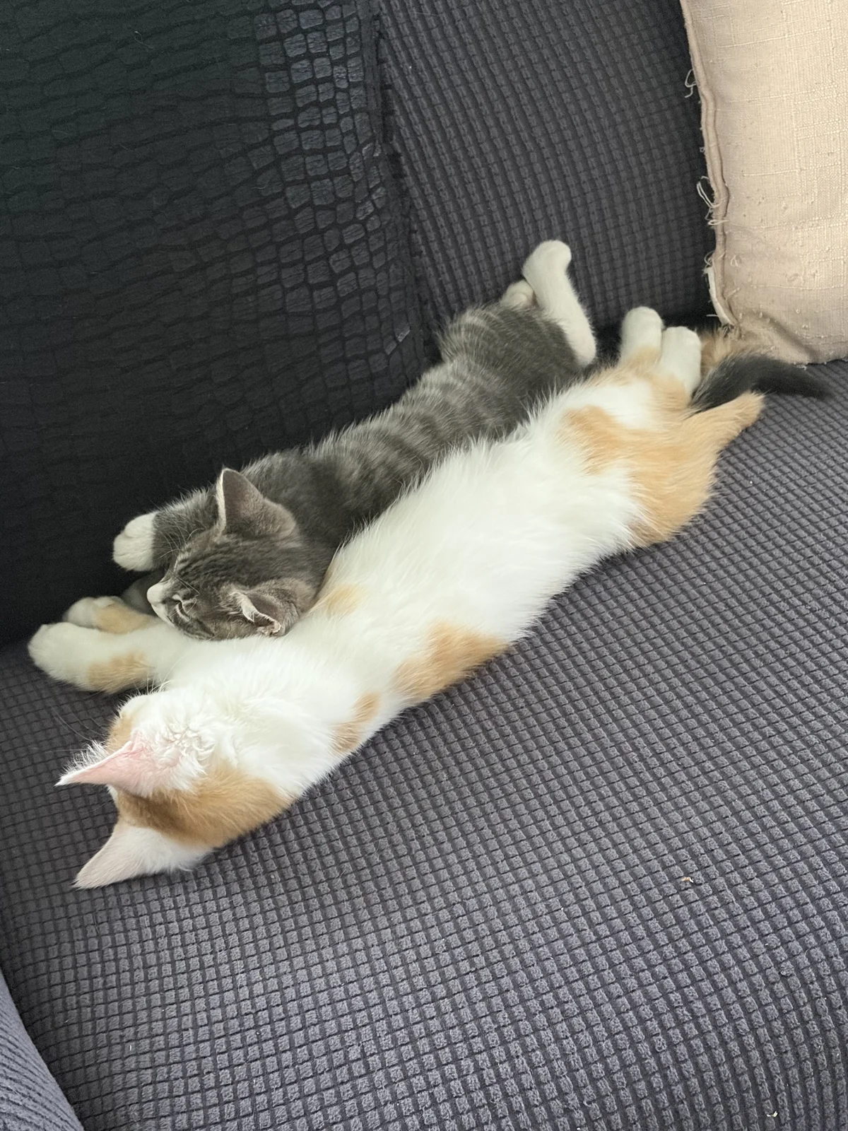 Gallery image: Edamame