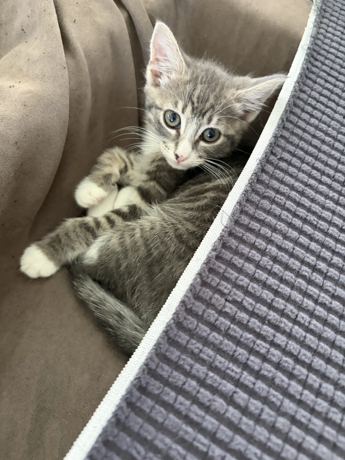 Gallery image: Edamame