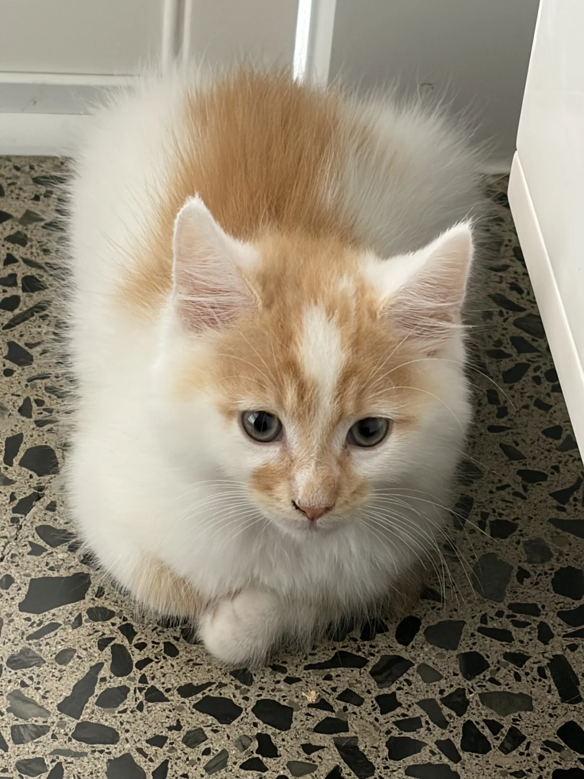 Gallery image: Pinto