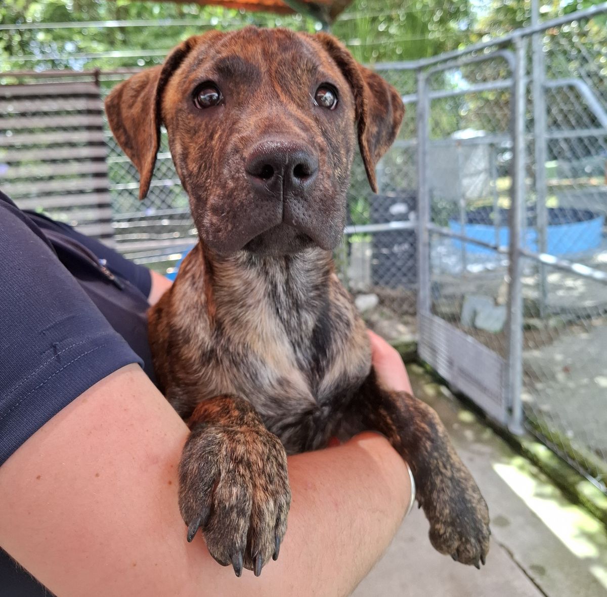 Gallery image: Holly