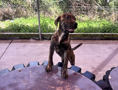 Candy - Medium Cross Breed