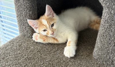 Pinto - Domestic Short Hair