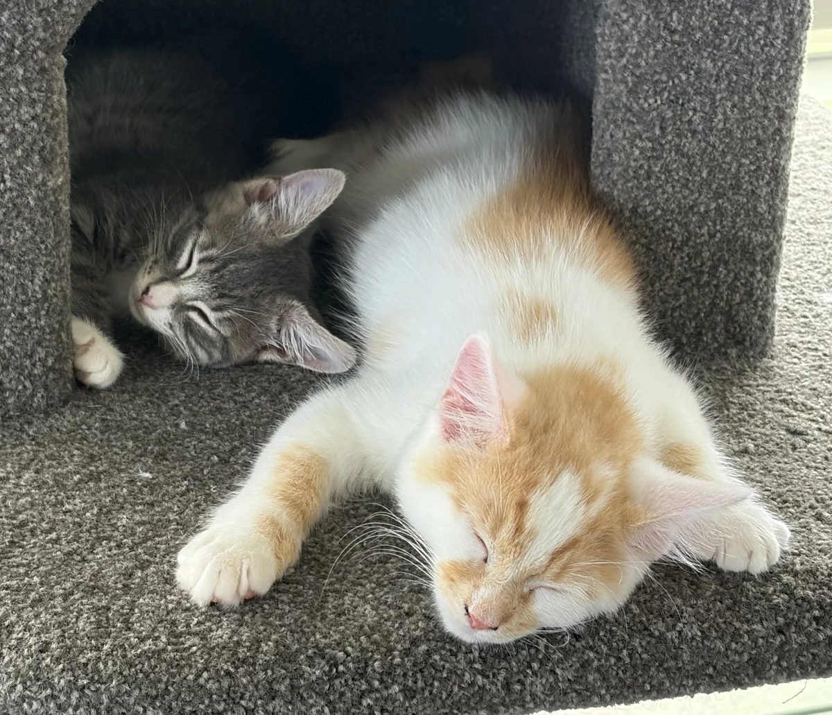 Gallery image: Pinto