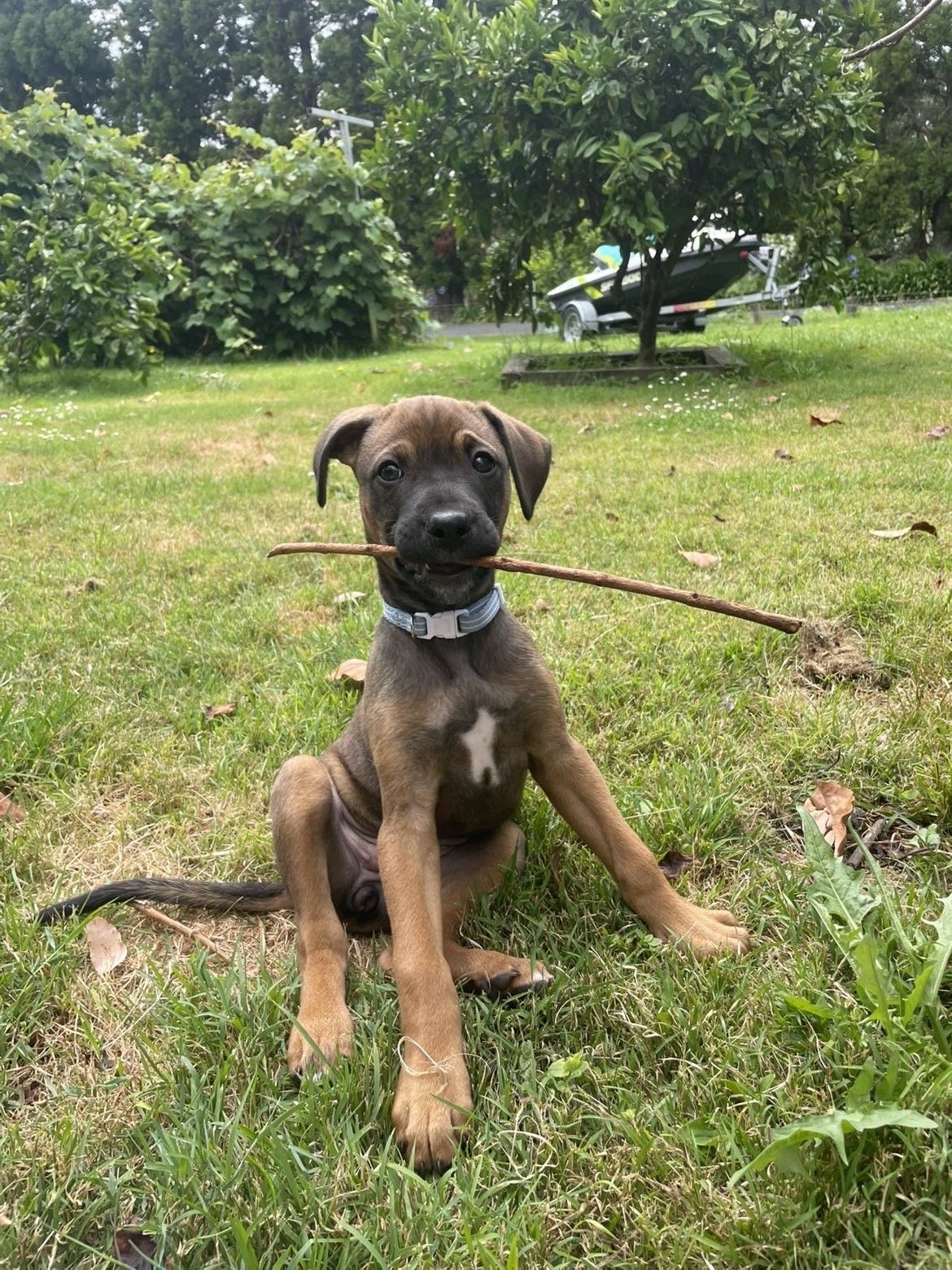 Gallery image: Pebbles