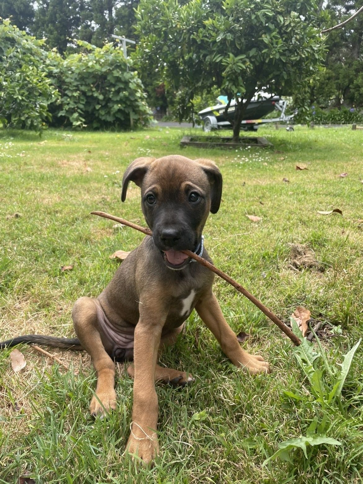 Gallery image: Pebbles