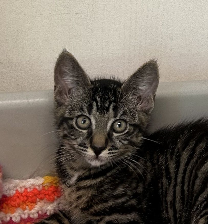 Gallery image: Monty