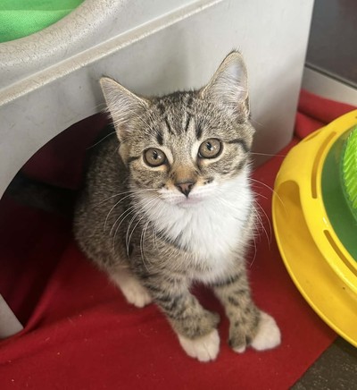 Tam - Domestic Short Hair