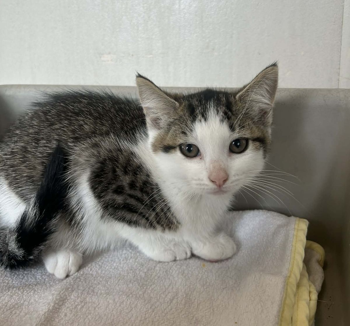 Gallery image: Charm