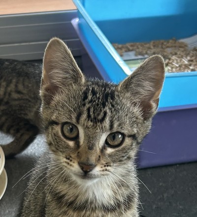 Reggie - Domestic Short Hair