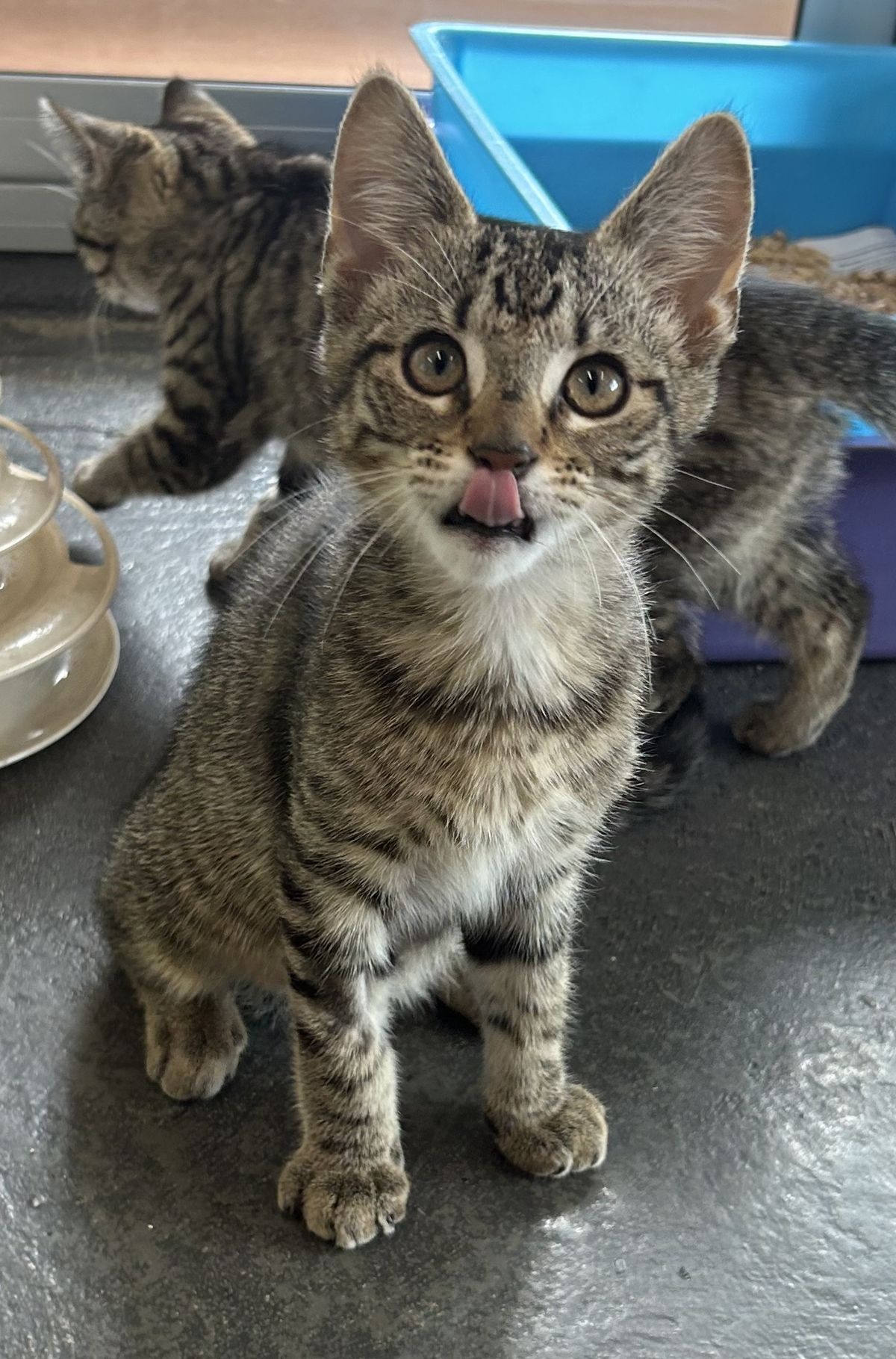 Gallery image: Reggie