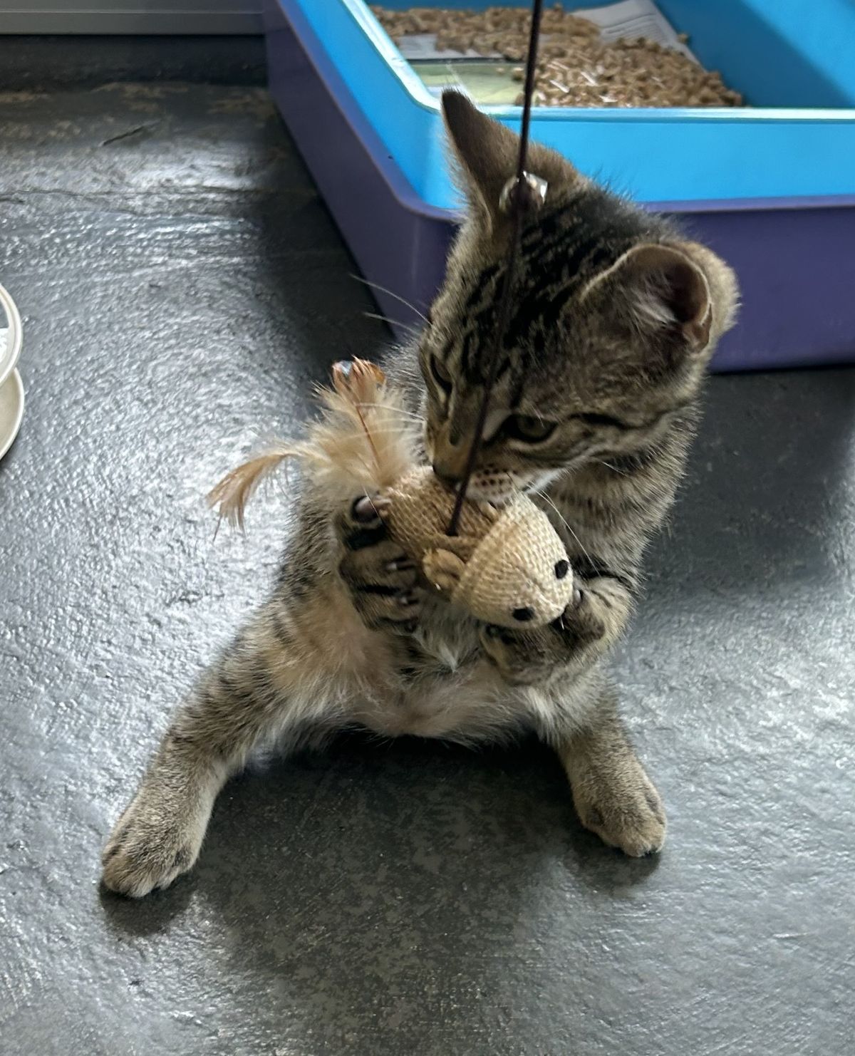 Gallery image: Reggie