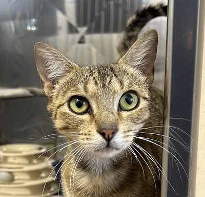 Beanie - Domestic Short Hair