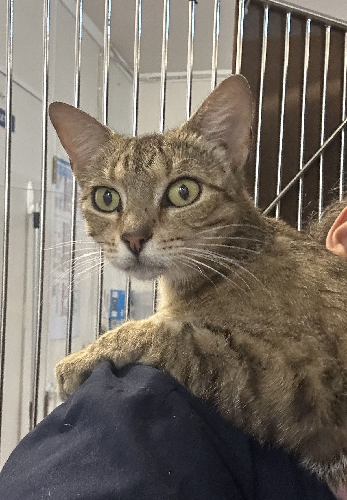 Gallery image: Beanie