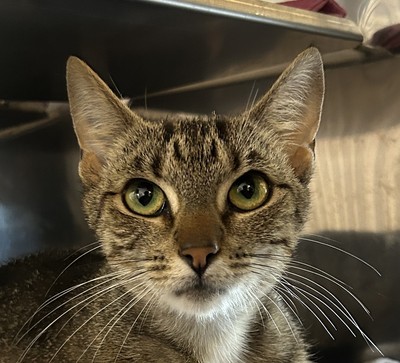 Apple - Domestic Short Hair